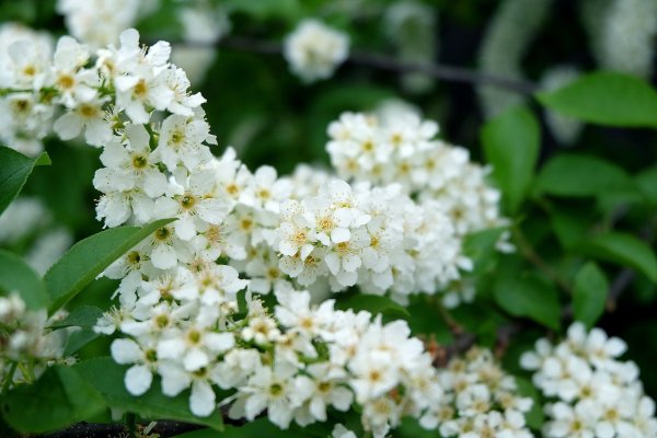Дерево черемухи сирени