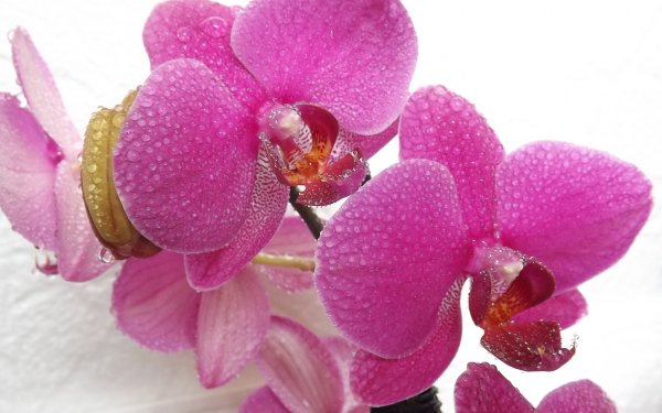 Фаленопсис Pink Pearl