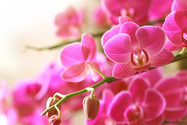 Фаленопсис Tropical Flora