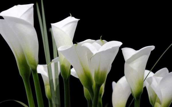 Цветы - белокрыльник (White Calla Lily)