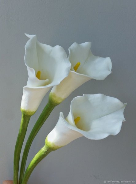 Калла Кристал Клиа