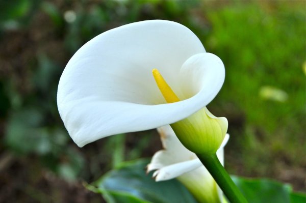 Калла эфиопская (белокрыльник)