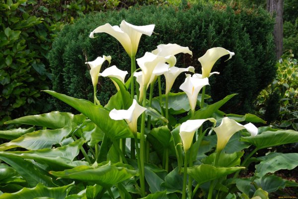 Zantedeschia белая