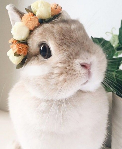 Красивый зайчик рисунок