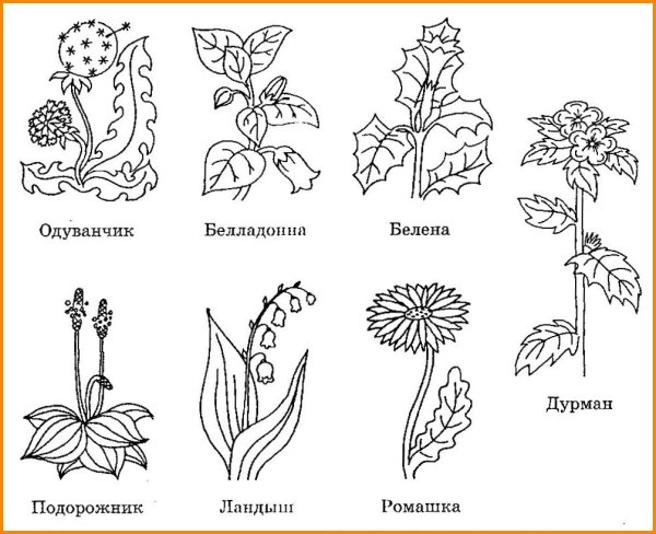 Раскраска цветы разные
