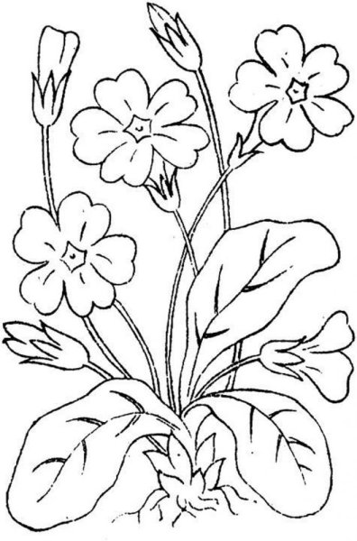Цветы. Раскраска