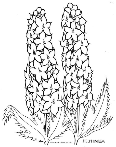 Ветреница цветок