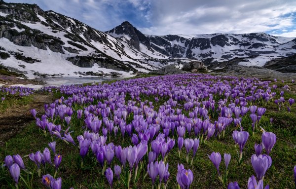 Альпийские Луга Кавказа . Эдельвейс