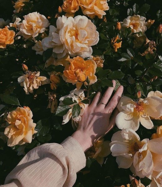 Эстетика цветов Пинтерест