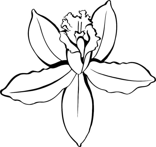 Цветы. Раскраска