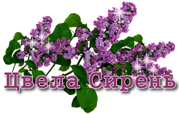 Спасибо сирень
