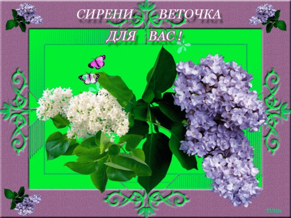Букет сирени для тебя