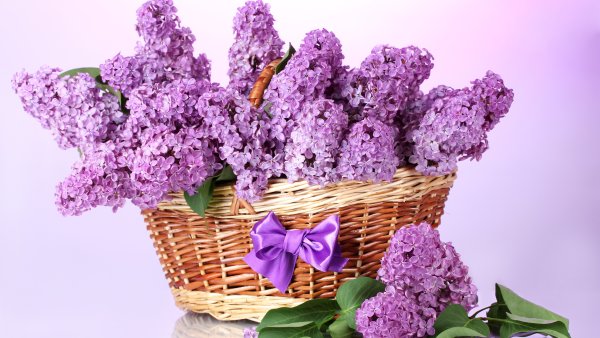 Сирень микс