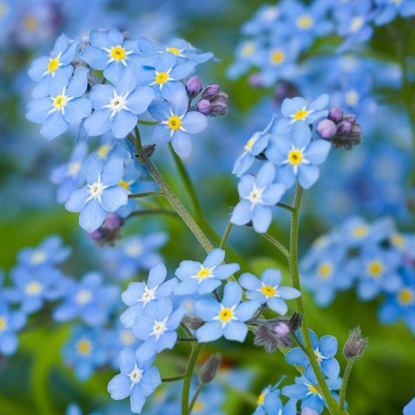 Незабудка Полевая (Myosotis arvensis)