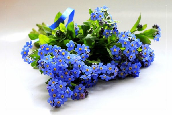 Цветы незабудки букет