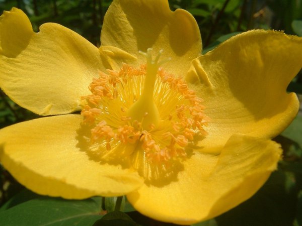 Жёлтый цветок название