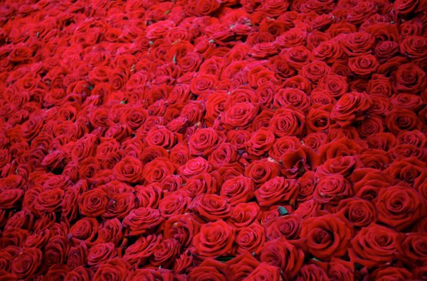 Цветочки розы