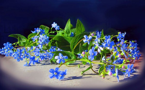 Светлая память