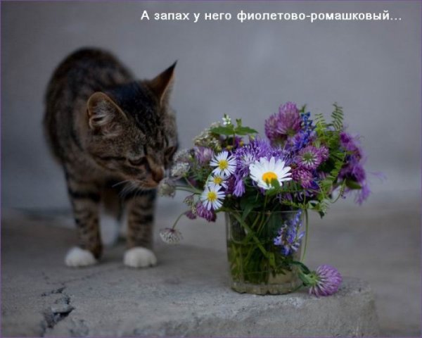 Полевые цветы и котик