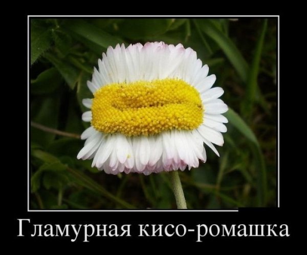Смешная Ромашка