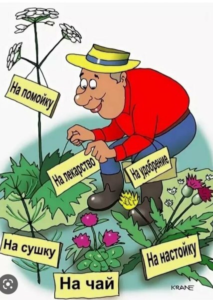 Кактус с душой ромашки