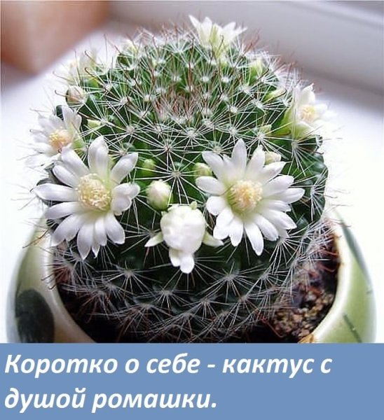 Приколы про цветы