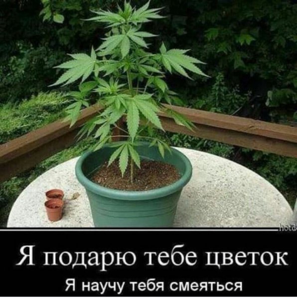 Забавные стишки про цветоводов