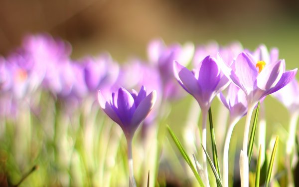 Лавандовый Крокус – Lavender Crocus