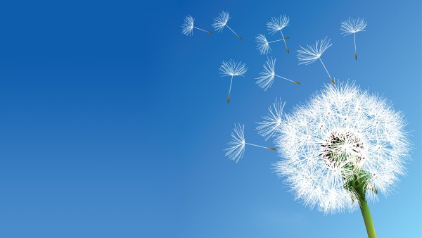 Цветы и небо