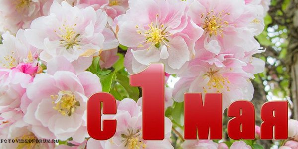 1 Мая цветы