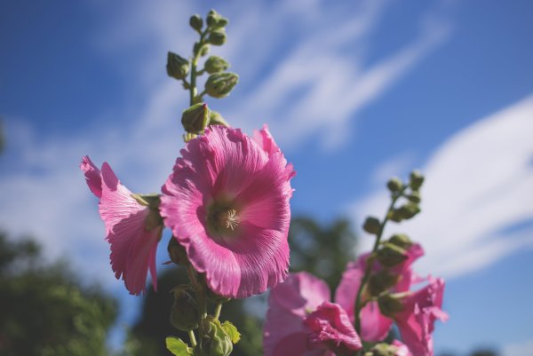 Hollyhock Мальва