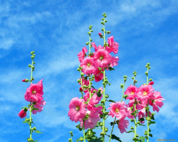 Мальва вс800