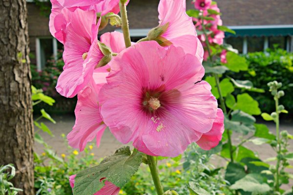 Мальва Alcea altissima