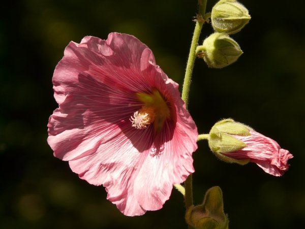 Hollyhock Мальва