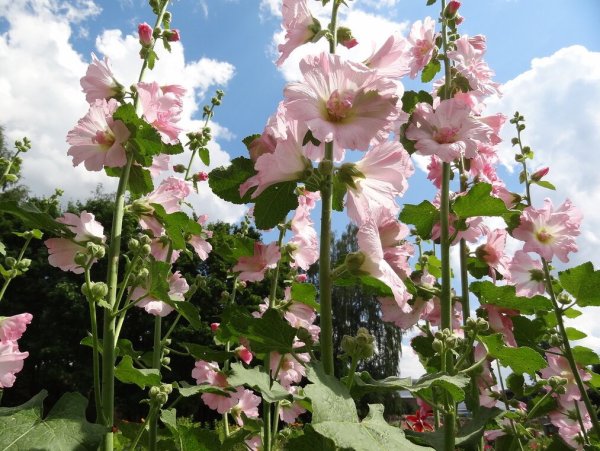 Мальва – Alcea rosea поле