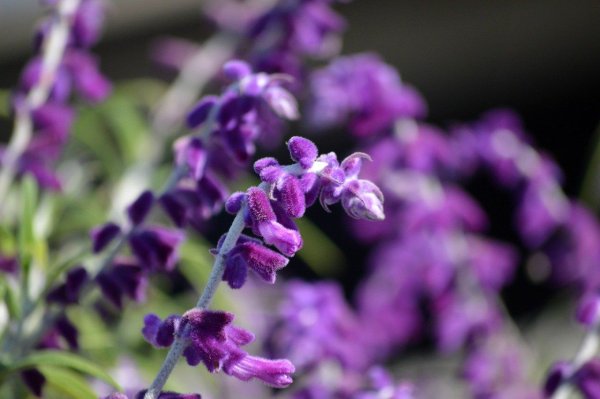 Шалфей Purple Spring
