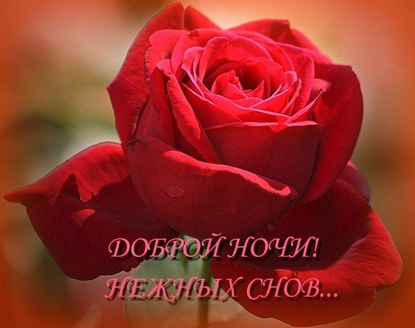 Спокойной ночи цветы