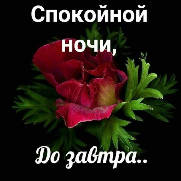 Спокойной ночи с цветами