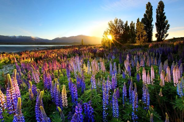 Люпин Лесной