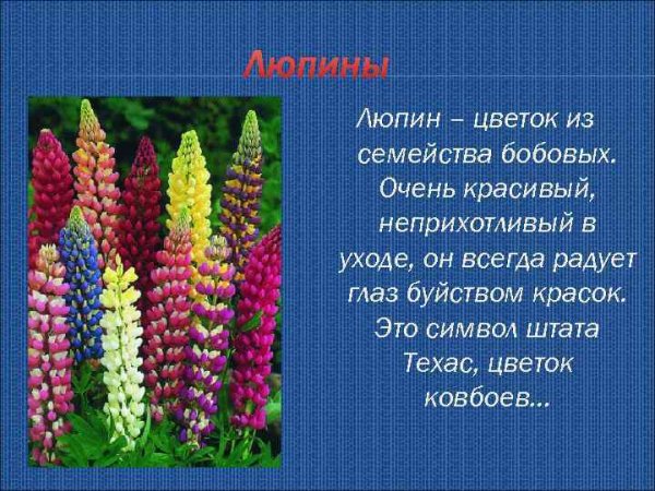 Люпин многолистный цветник