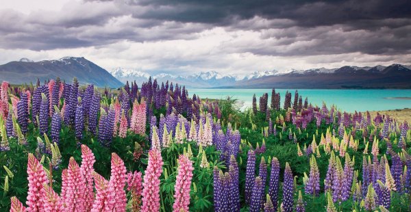 Люпин Lupinus Apricot