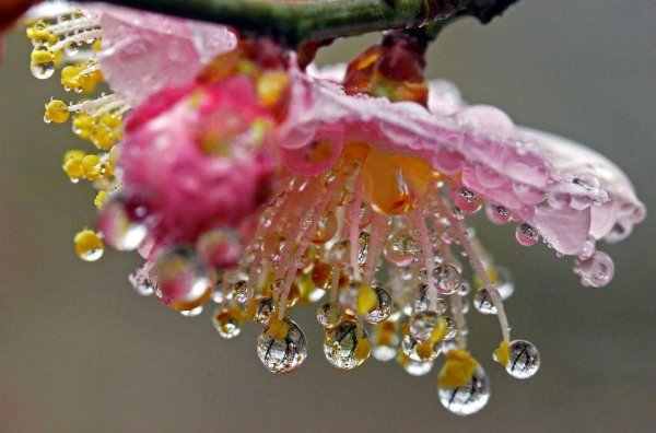 Капли воды на листьях