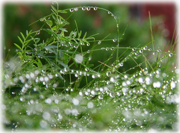 Цветы капли воды