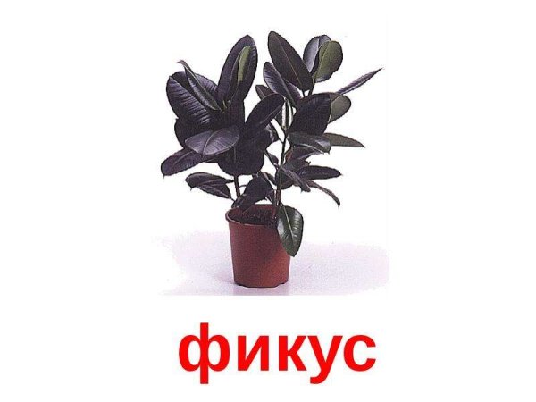 Комнатные цветы с названиями для детей