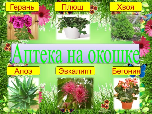 Декоративное рисование комнатные растения