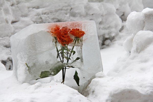 Замерзшие цветы во льду