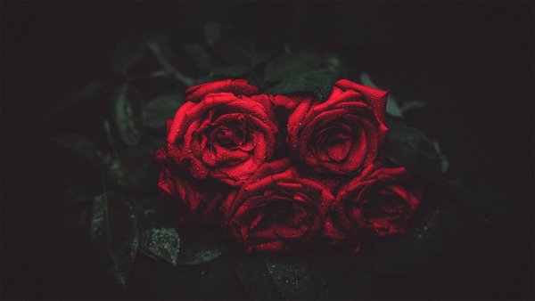 Чёрная Лилия цветок