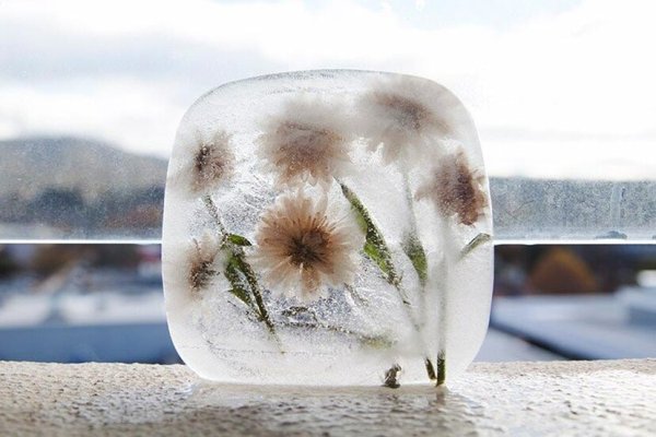 Замороженные цветы во льду