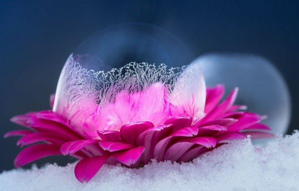 Яркие цветы на снегу