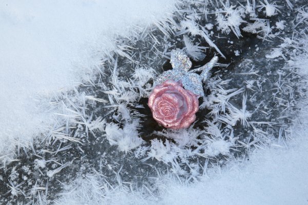 Роза на снегу арт